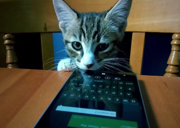 Lumia-930-y-gato